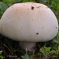 Wiesenchampignon (Agaricus campestris)